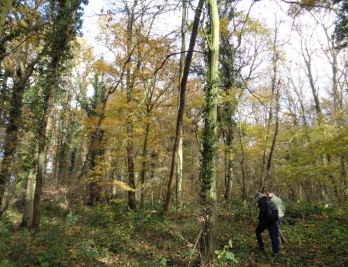 Bois de Beaulieu – Brétigny sur Orge