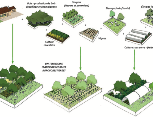 Quelle forêt pour la transition territoriale ?