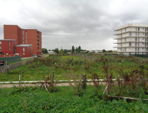 L’Arbre dans le projet