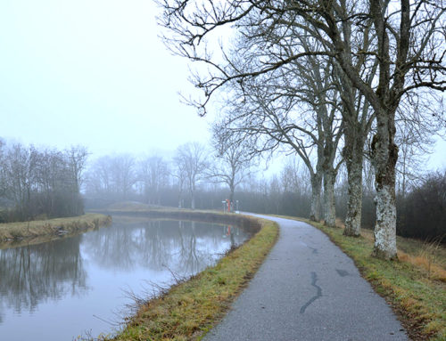 Replantation patrimoniale et résiliente – Véloroute du Canal des Vosges